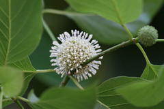 Mitragyna parvifolia